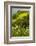 Europe, Scotland, Loch Ness. Landscape of Castle Urquhart Ruins-Cathy & Gordon Illg-Framed Photographic Print