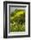 Europe, Scotland, Loch Ness. Landscape of Castle Urquhart Ruins-Cathy & Gordon Illg-Framed Photographic Print