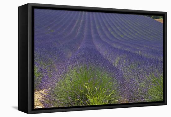 Europe, South of France, Provence, Lavender Field, Period of Bloom-Chris Seba-Framed Premier Image Canvas