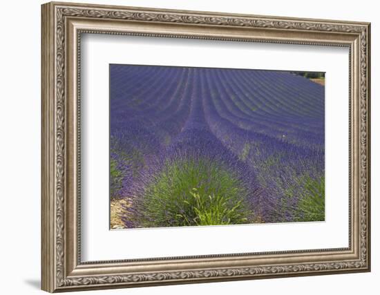 Europe, South of France, Provence, Lavender Field, Period of Bloom-Chris Seba-Framed Photographic Print