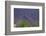 Europe, South of France, Provence, Lavender Field, Period of Bloom-Chris Seba-Framed Photographic Print