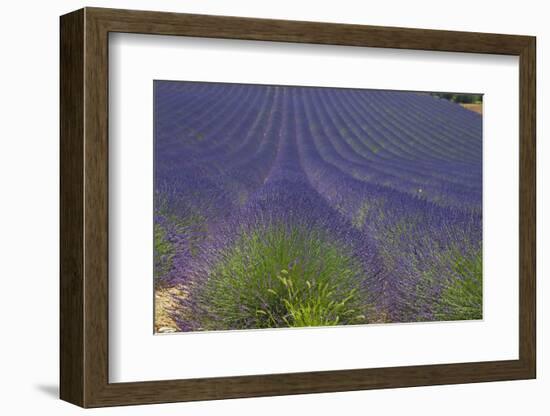 Europe, South of France, Provence, Lavender Field, Period of Bloom-Chris Seba-Framed Photographic Print