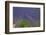 Europe, South of France, Provence, Lavender Field, Period of Bloom-Chris Seba-Framed Photographic Print