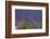 Europe, South of France, Provence, Lavender Field, Period of Bloom-Chris Seba-Framed Photographic Print