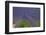 Europe, South of France, Provence, Lavender Field, Period of Bloom-Chris Seba-Framed Photographic Print