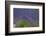 Europe, South of France, Provence, Lavender Field, Period of Bloom-Chris Seba-Framed Photographic Print