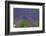 Europe, South of France, Provence, Lavender Field, Period of Bloom-Chris Seba-Framed Photographic Print