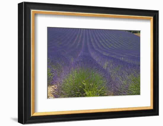 Europe, South of France, Provence, Lavender Field, Period of Bloom-Chris Seba-Framed Photographic Print