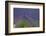 Europe, South of France, Provence, Lavender Field, Period of Bloom-Chris Seba-Framed Photographic Print