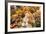 Europe, Spain, Barcelona, St. Josep La Boqueria, Food Market, Fruit-Lisa S. Engelbrecht-Framed Photographic Print