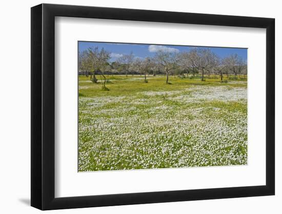 Europe, Spain, Majorca, Meadow, Daisy, Almonds-Chris Seba-Framed Photographic Print