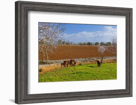 Europe, Spain, Majorca, Meadow, Donkey, Almonds-Chris Seba-Framed Photographic Print