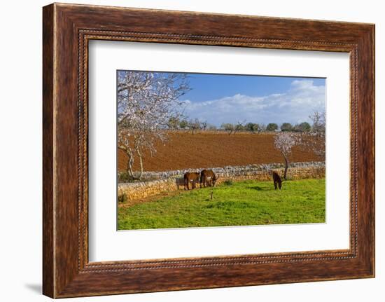 Europe, Spain, Majorca, Meadow, Donkey, Almonds-Chris Seba-Framed Photographic Print