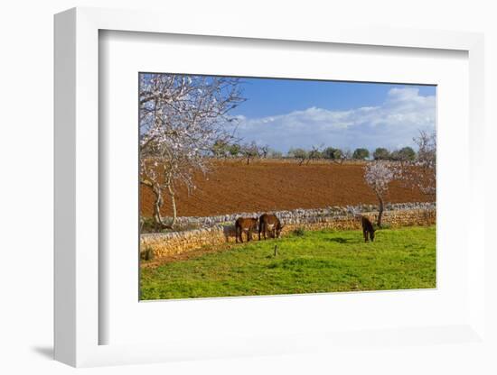 Europe, Spain, Majorca, Meadow, Donkey, Almonds-Chris Seba-Framed Photographic Print