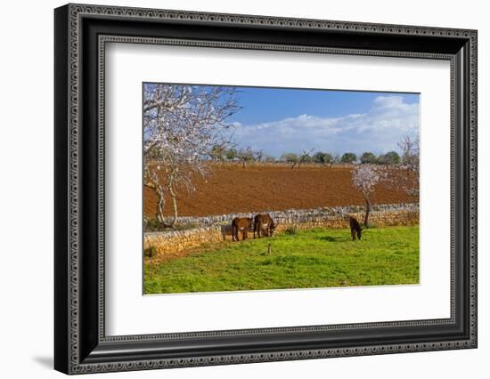 Europe, Spain, Majorca, Meadow, Donkey, Almonds-Chris Seba-Framed Photographic Print