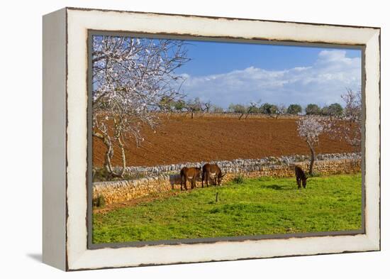 Europe, Spain, Majorca, Meadow, Donkey, Almonds-Chris Seba-Framed Premier Image Canvas