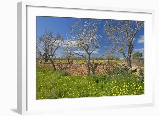 Europe, Spain, Majorca, Meadow, Yellow Flowers, Almonds-Chris Seba-Framed Photographic Print