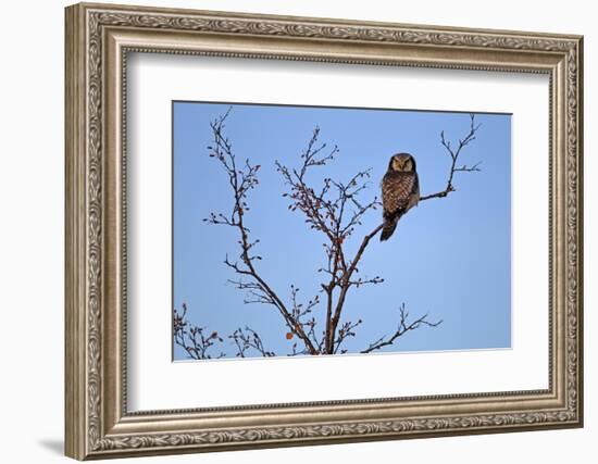 Europe, Sweden, Sparrow Hawk's Owl,-Bernd Rommelt-Framed Photographic Print