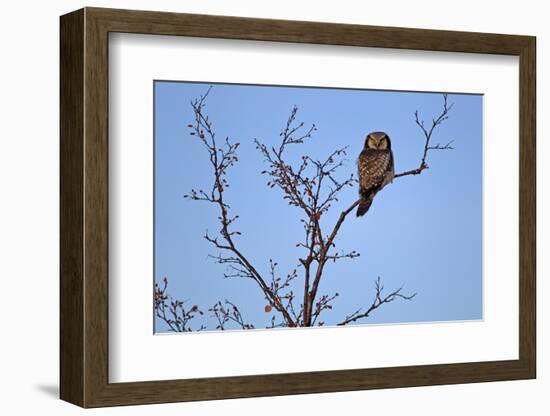 Europe, Sweden, Sparrow Hawk's Owl,-Bernd Rommelt-Framed Photographic Print