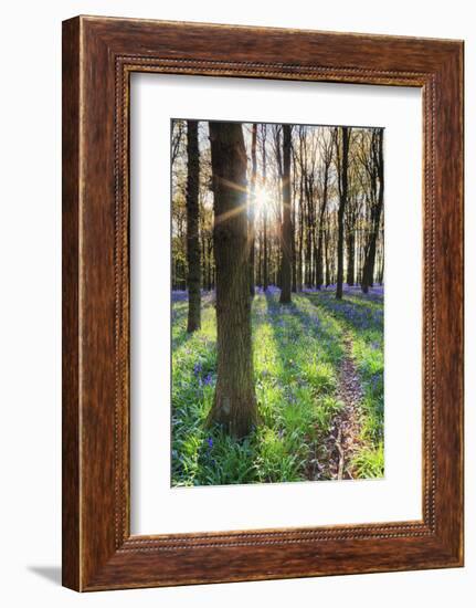 Europe, United Kingdom, England, Hertfordshire, Berkhamsted, Ashridge Estate, Dockey Wood-Alex Robinson-Framed Photographic Print