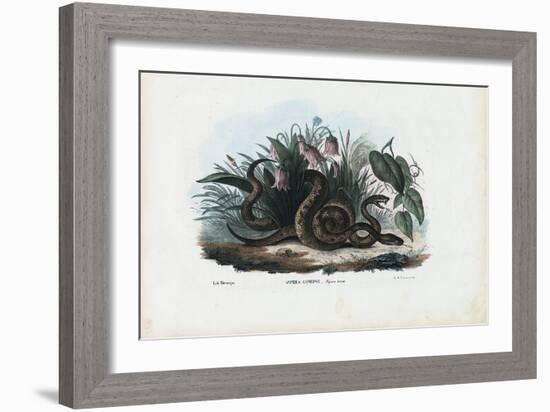 European Adder, 1863-79-Raimundo Petraroja-Framed Giclee Print