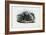 European Adder, 1863-79-Raimundo Petraroja-Framed Giclee Print