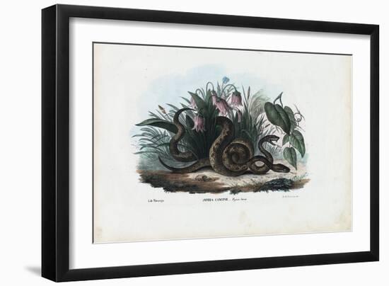 European Adder, 1863-79-Raimundo Petraroja-Framed Giclee Print