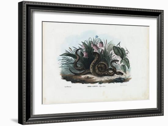 European Adder, 1863-79-Raimundo Petraroja-Framed Giclee Print