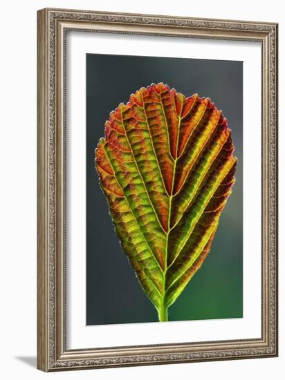 European Alder Leaf-Colin Varndell-Framed Photographic Print