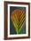 European Alder Leaf-Colin Varndell-Framed Photographic Print