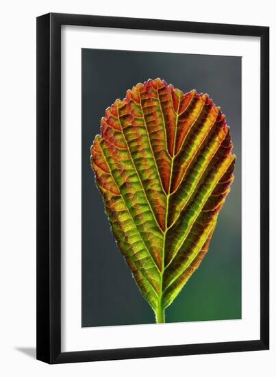 European Alder Leaf-Colin Varndell-Framed Photographic Print