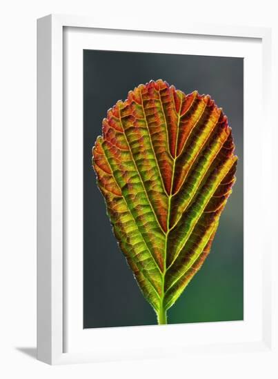 European Alder Leaf-Colin Varndell-Framed Photographic Print
