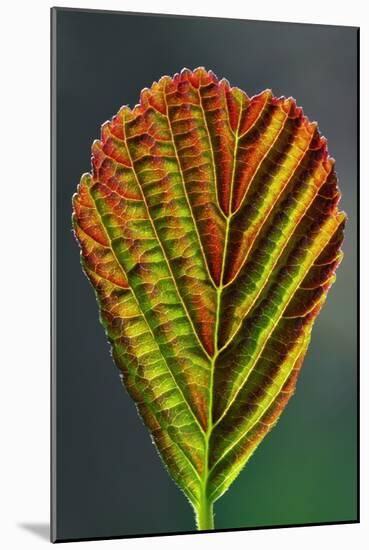 European Alder Leaf-Colin Varndell-Mounted Photographic Print
