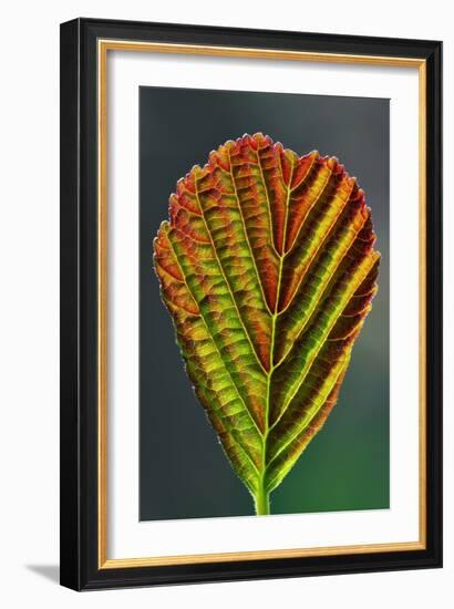 European Alder Leaf-Colin Varndell-Framed Photographic Print