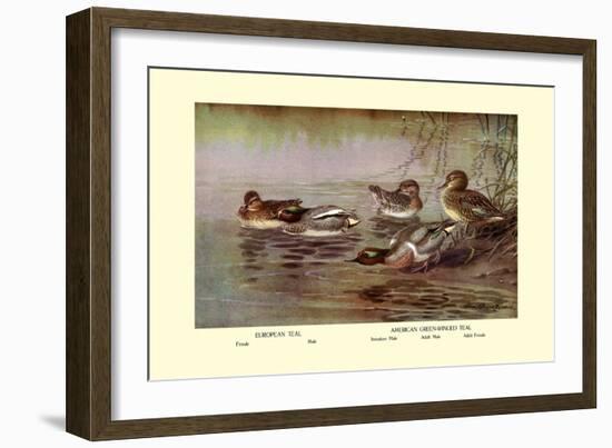 European and American Teal Duck-Allan Brooks-Framed Art Print