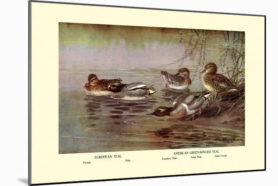 European and American Teal Duck-Allan Brooks-Mounted Art Print