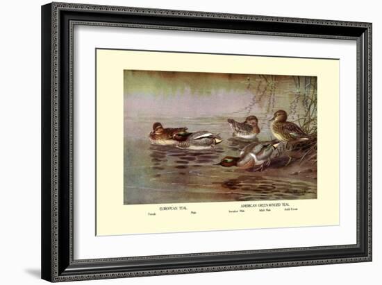 European and American Teal Duck-Allan Brooks-Framed Art Print