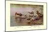 European and American Teal Duck-Allan Brooks-Mounted Art Print