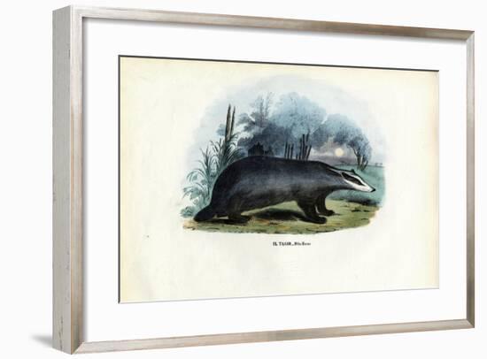 European Badger, 1863-79-Raimundo Petraroja-Framed Giclee Print