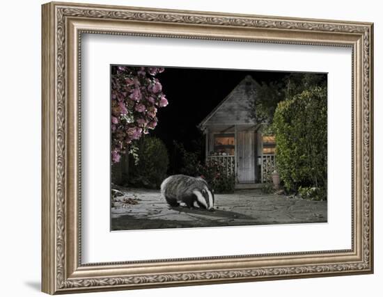 European Badger (Meles Meles) Feeding on Food Left Out in Urban Garden, Kent, UK, May-Terry Whittaker-Framed Photographic Print
