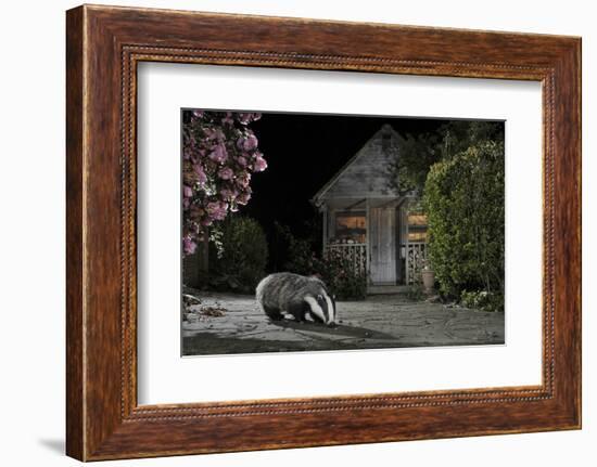 European Badger (Meles Meles) Feeding on Food Left Out in Urban Garden, Kent, UK, May-Terry Whittaker-Framed Photographic Print