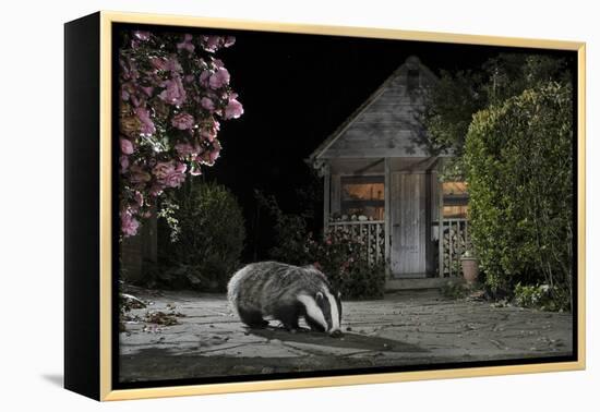 European Badger (Meles Meles) Feeding on Food Left Out in Urban Garden, Kent, UK, May-Terry Whittaker-Framed Premier Image Canvas
