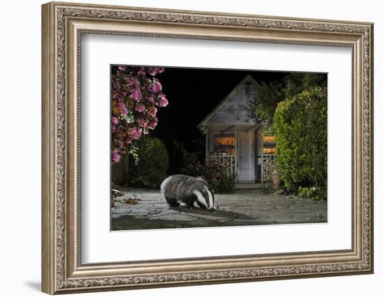 European Badger (Meles Meles) Feeding On Food Left Out In Urban Garden, Kent, UK, May-Terry Whittaker-Framed Photographic Print