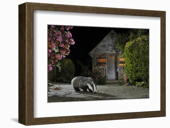 European Badger (Meles Meles) Feeding On Food Left Out In Urban Garden, Kent, UK, May-Terry Whittaker-Framed Photographic Print