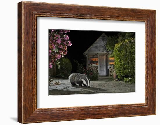 European Badger (Meles Meles) Feeding On Food Left Out In Urban Garden, Kent, UK, May-Terry Whittaker-Framed Photographic Print