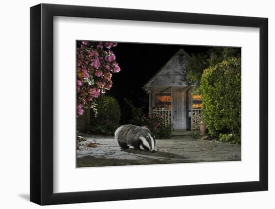 European Badger (Meles Meles) Feeding On Food Left Out In Urban Garden, Kent, UK, May-Terry Whittaker-Framed Photographic Print