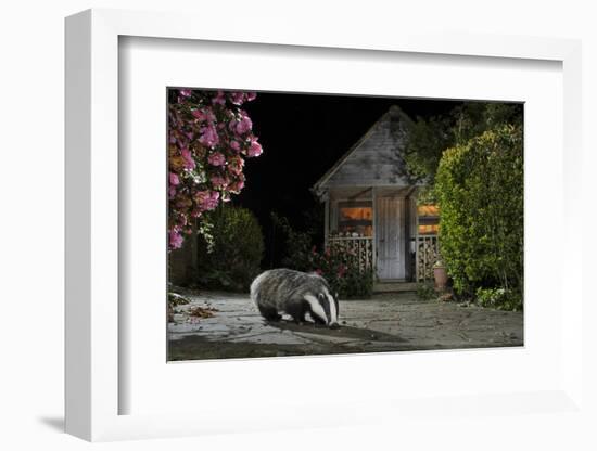 European Badger (Meles Meles) Feeding On Food Left Out In Urban Garden, Kent, UK, May-Terry Whittaker-Framed Photographic Print