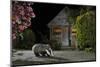 European Badger (Meles Meles) Feeding On Food Left Out In Urban Garden, Kent, UK, May-Terry Whittaker-Mounted Photographic Print
