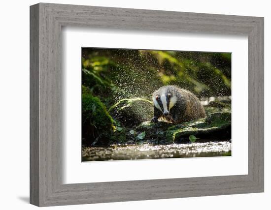 European Badger Shaking and Splashing Water Drops Around-Stanislav Duben-Framed Photographic Print