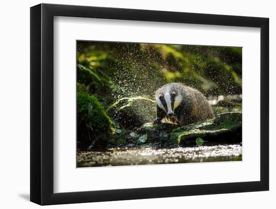 European Badger Shaking and Splashing Water Drops Around-Stanislav Duben-Framed Photographic Print